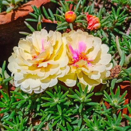 Šrucha velkokvětá směs - Portulaca grandiflora mix - semena šruchy - 0,3 g