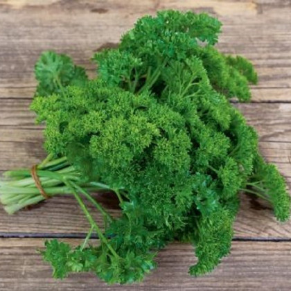 BIO Petržel Mooskrause - Petroselinum Crispum - bio semena petržele - 350 ks