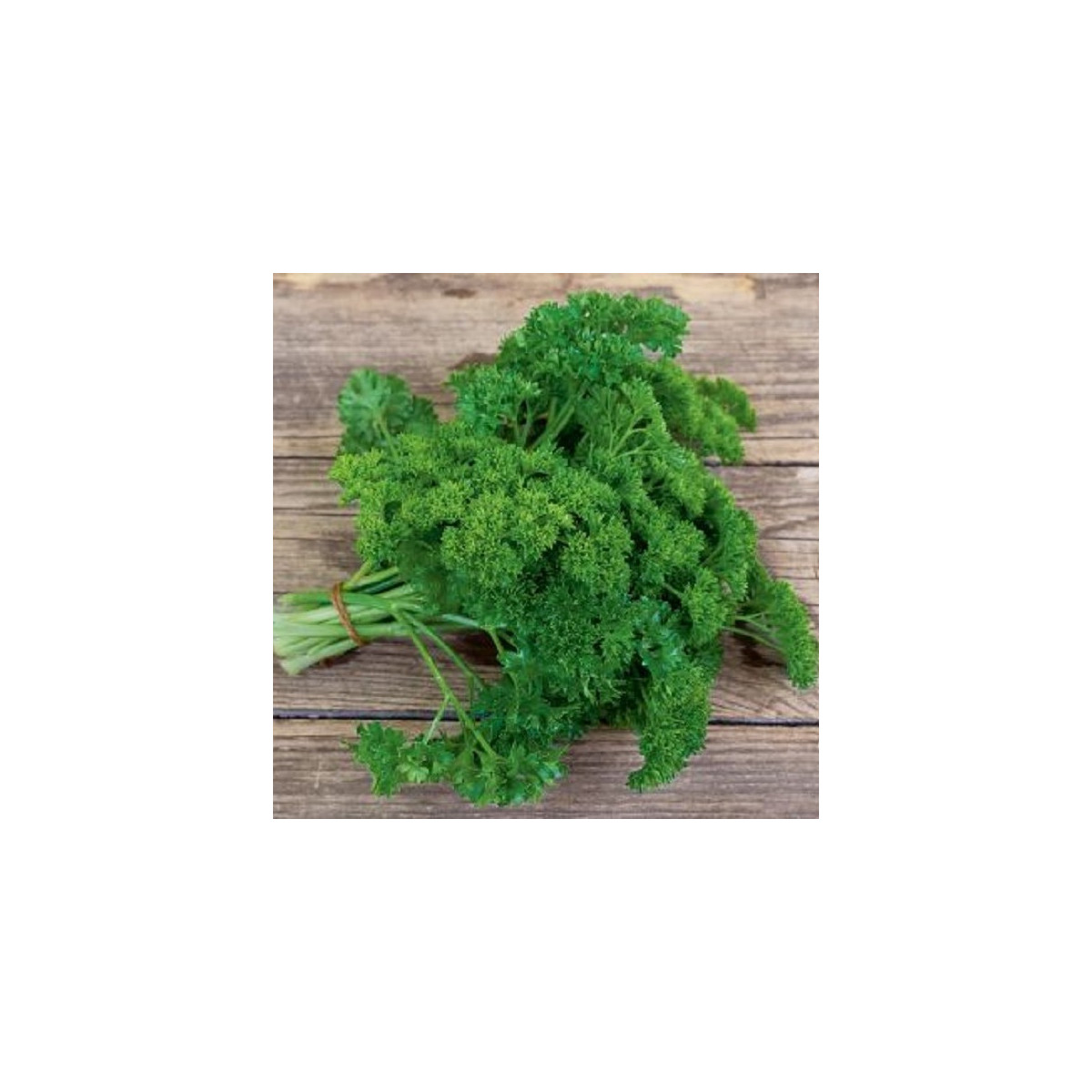 BIO Petržel Mooskrause - Petroselinum Crispum - bio semena petržele - 350 ks