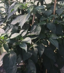 BIO Paprika k roubování Scarface F1 - Capsicum annuum - bio semena papriky - 5 ks