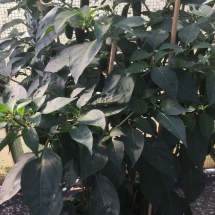 BIO Paprika k roubování Scarface F1 - Capsicum annuum - bio semena papriky - 5 ks