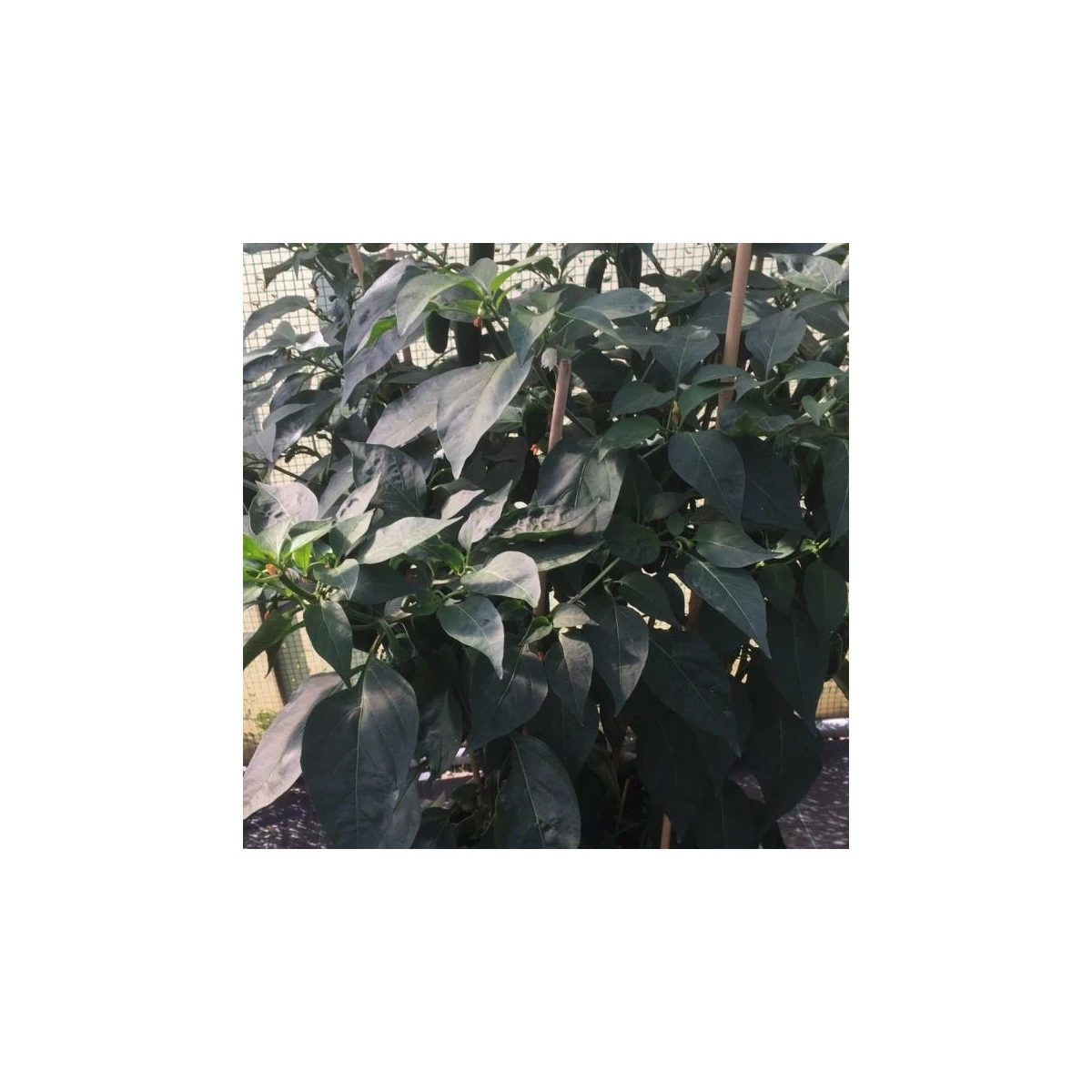 BIO Paprika k roubování Scarface F1 - Capsicum annuum - bio semena papriky - 5 ks