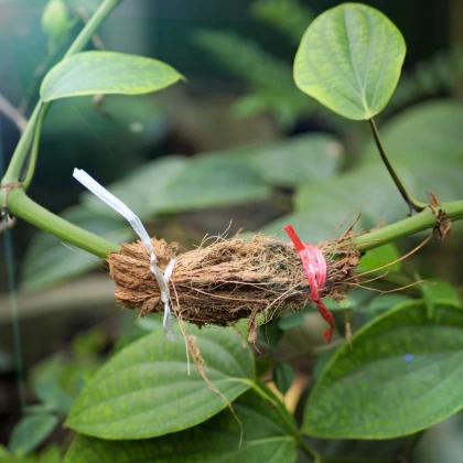 BIO Paprika k roubování Scarface F1 - Capsicum annuum - bio semena papriky - 5 ks