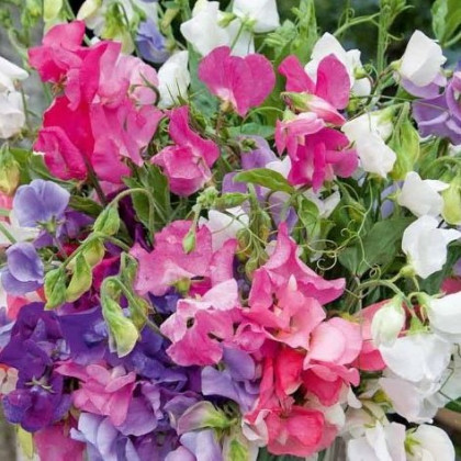 Hrachor vonný Bijou směs - Lathyrus odoratus - semena hrachoru - 16 ks