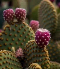 Opuncie poléhavá - Opuntia humifusa - semena opuncie - 7 ks