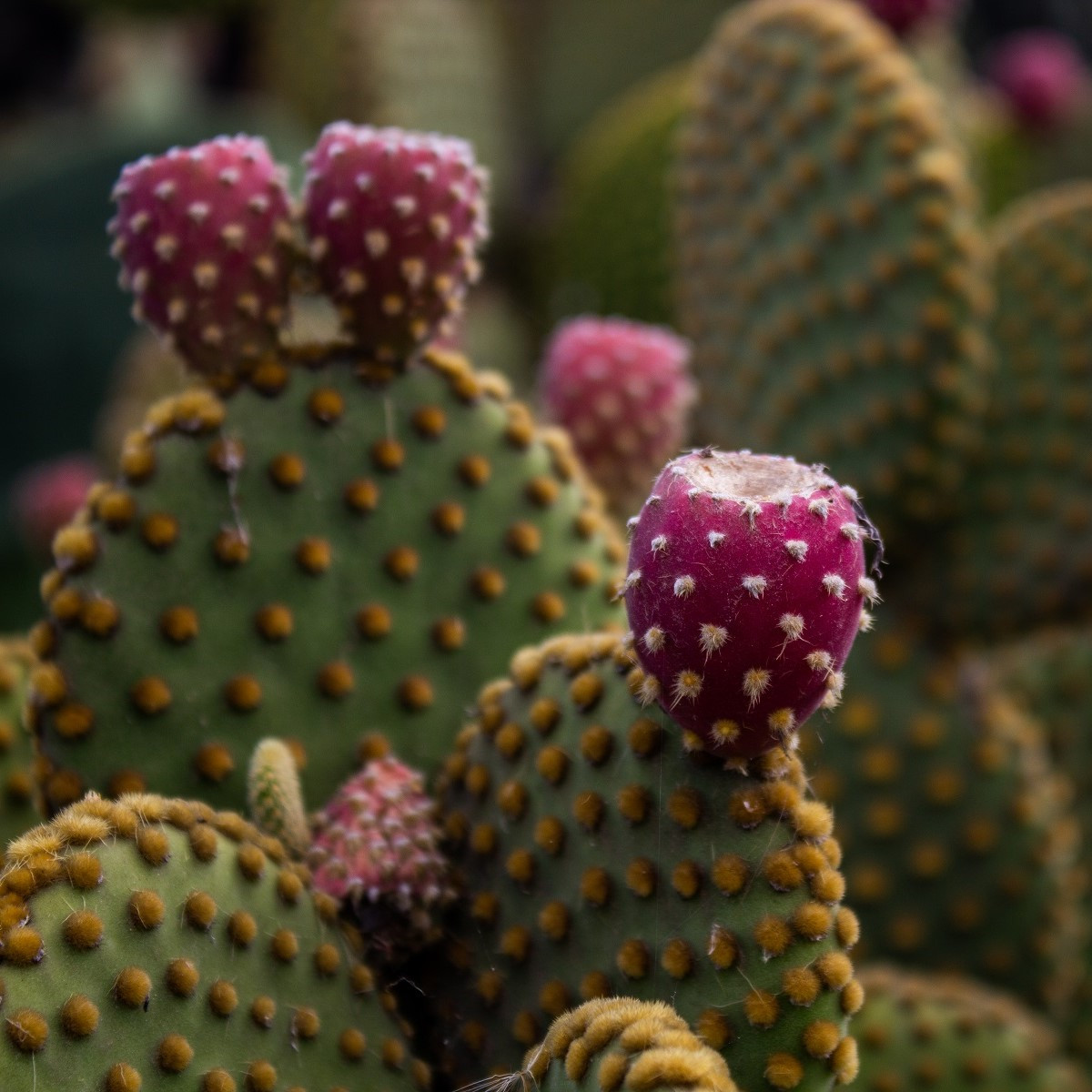 Opuncie poléhavá - Opuntia humifusa - semena opuncie - 7 ks