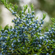 Jalovec wirginijski - Juniperus virginiana - nasiona jałowca - 15 szt.