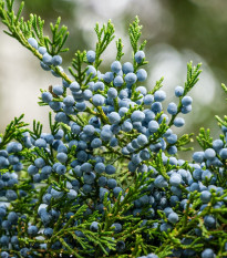 Jalovec wirginijski - Juniperus virginiana - nasiona jałowca - 15 szt.