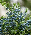 Jalovec wirginijski - Juniperus virginiana - nasiona jałowca - 15 szt.