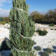 Jalovec wirginijski - Juniperus virginiana - nasiona jałowca - 15 szt.