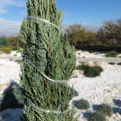 Jalovec wirginijski - Juniperus virginiana - nasiona jałowca - 15 szt.