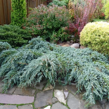 Jalovec wirginijski - Juniperus virginiana - nasiona jałowca - 15 szt.