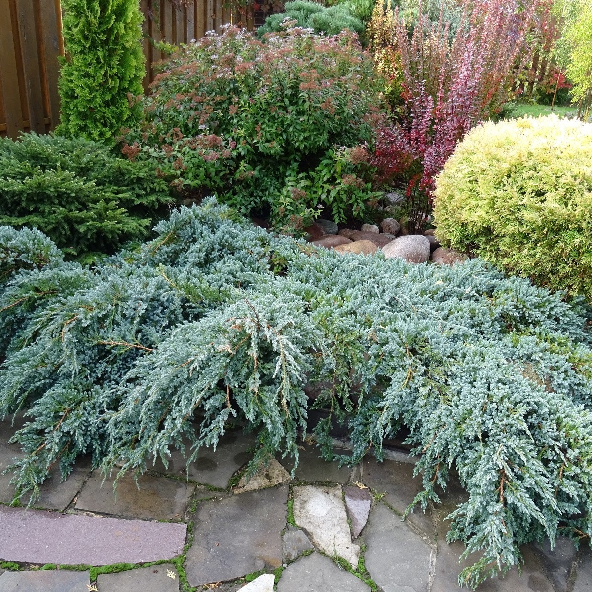 Jalovec virginský - Juniperus virginiana - semena jalovce - 5 ks