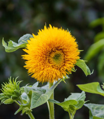 Slunečnice Sonnengold - Helianthus annuus - semena slunečnice - 15 ks