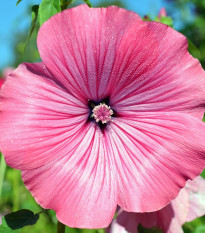 Slézovec tříměsíční Silver Cup - Lavatera Trimestris - semena slézovce - 30 ks