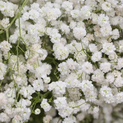 Šáter latnatý bílý - Gypsophila paniculata - semena šáteru - 150 ks