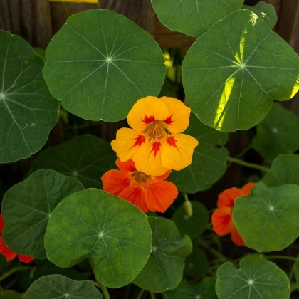 Lichořeřišnice popínavá Doppelte Glanz směs - Tropaeolum majus - semena lichořeřišnice - 15 ks