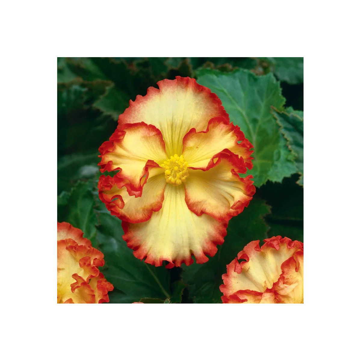 Begonie Marginata žlutá - Begonia crispa - hlízy begonie - 2 ks