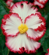 Begonie Marginata bílá - Begonia crispa - hlízy begonie - 2 ks