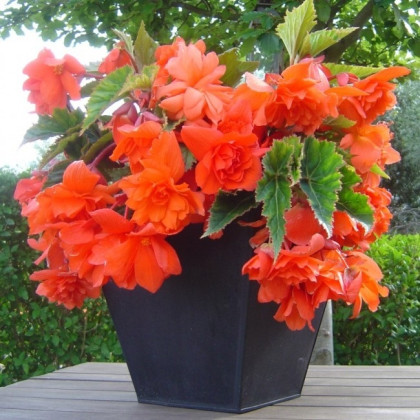 Begonie oranžová - Begonia pendula - hlízy begonie - 2 ks