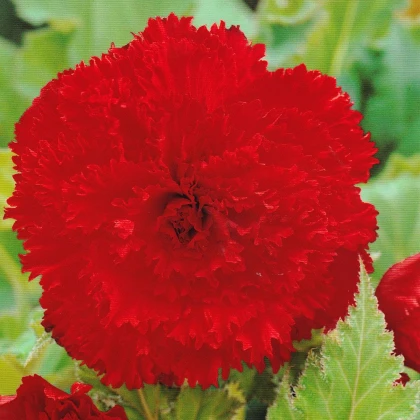 Begonie třepenitá červená - Begonia fimbriata - hlízy begonie - 2 ks