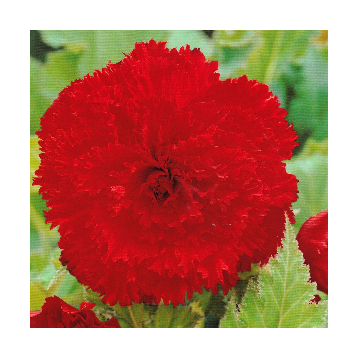 Begonie třepenitá červená - Begonia fimbriata - hlízy begonie - 2 ks