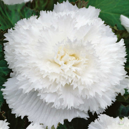 Begonie třepenitá bílá - Begonia fimbriata - hlízy begonie - 2 ks