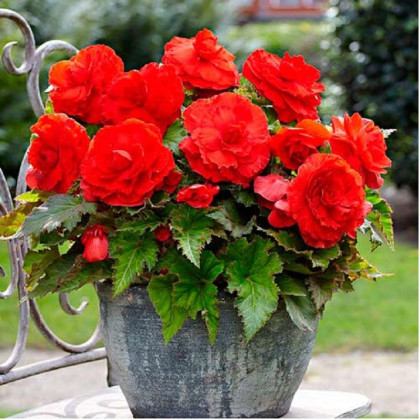 Begonie plnokvětá červená - Begonia superba - hlízy begonie - 2 ks