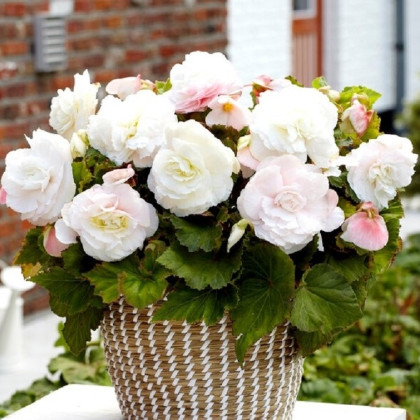 Begonie plnokvětá bílá - Begonia superba - hlízy begonie - 2 ks