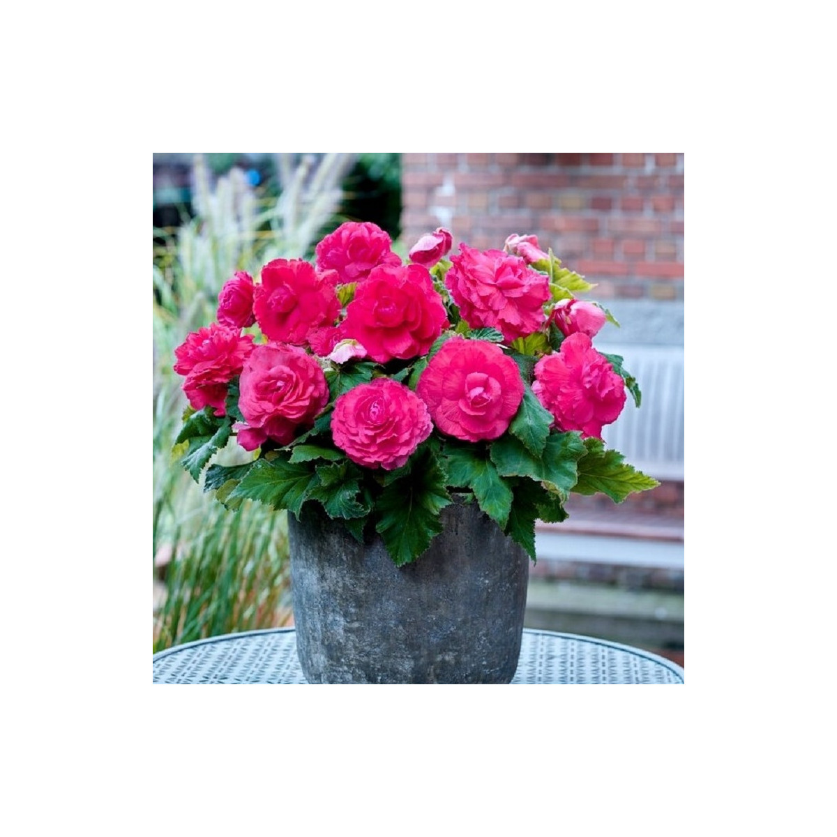 Begonie plnokvětá růžová - Begonia superba - hlízy begonie - 2 ks