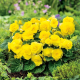 Begonie Nonstop žlutá - Begonia tuberhybrida - hlízy begonie - 2 ks