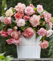 Begonie Flamenca - Begonia splendide - hlízy begonie - 2 ks