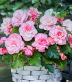 Begonie Picotee bílá - Begonia - hlízy begonie - 2 ks