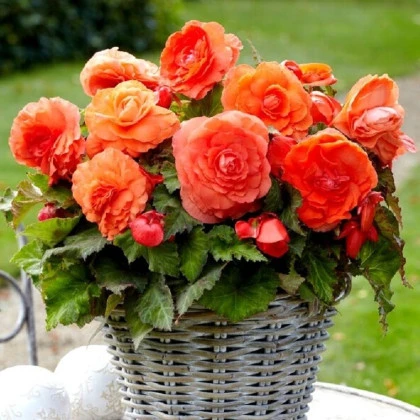 Begonie plnokvětá oranžová - Begonia superba - hlízy begonie - 2 ks