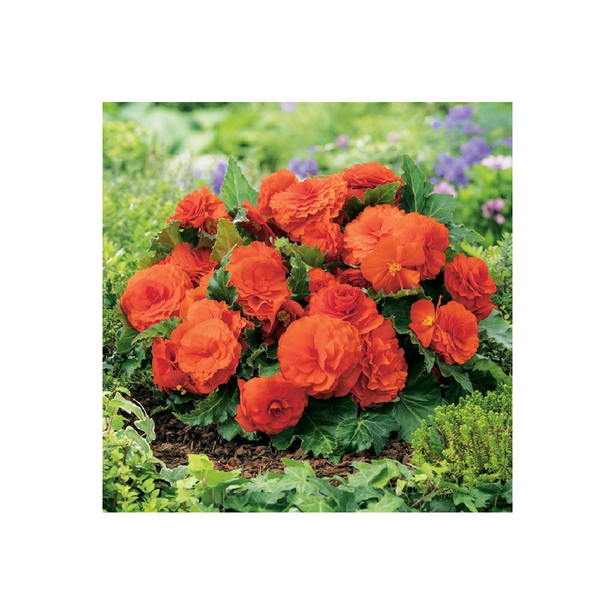 Begonie Nonstop oranžová - Begonia tuberhybrida - hlízy begonie - 2 ks