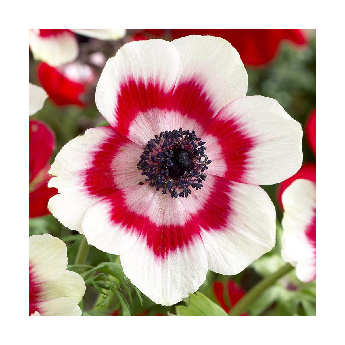 Sasanka Bicolor - Anemone - hlízy sasanky - 3 ks