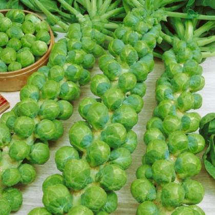 Kapusta růžičková Danet F1 - Brassica oleracea - semena kapusty - 40 ks