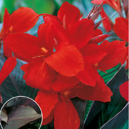 Dosna Black Knight - Canna - hlízy dosny - 1 ks