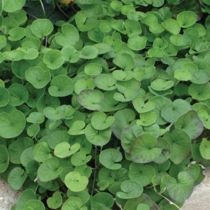 Stříbrný déšť Emerald Falls - Dichondra argentea - semena stříbrného deště - 8 ks