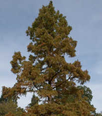 Metasekvoj čínská - Metasequoia glyptostroboides - semena sekvoje - 10 ks