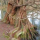 Metasekvoj čínská - Metasequoia glyptostroboides - semena sekvoje - 10 ks