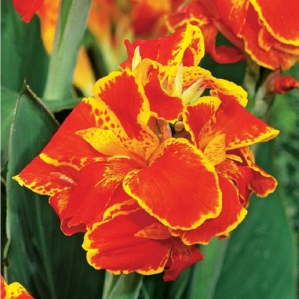 Dosna Queen Charlotte - Canna - hlízy dosny - 1 ks
