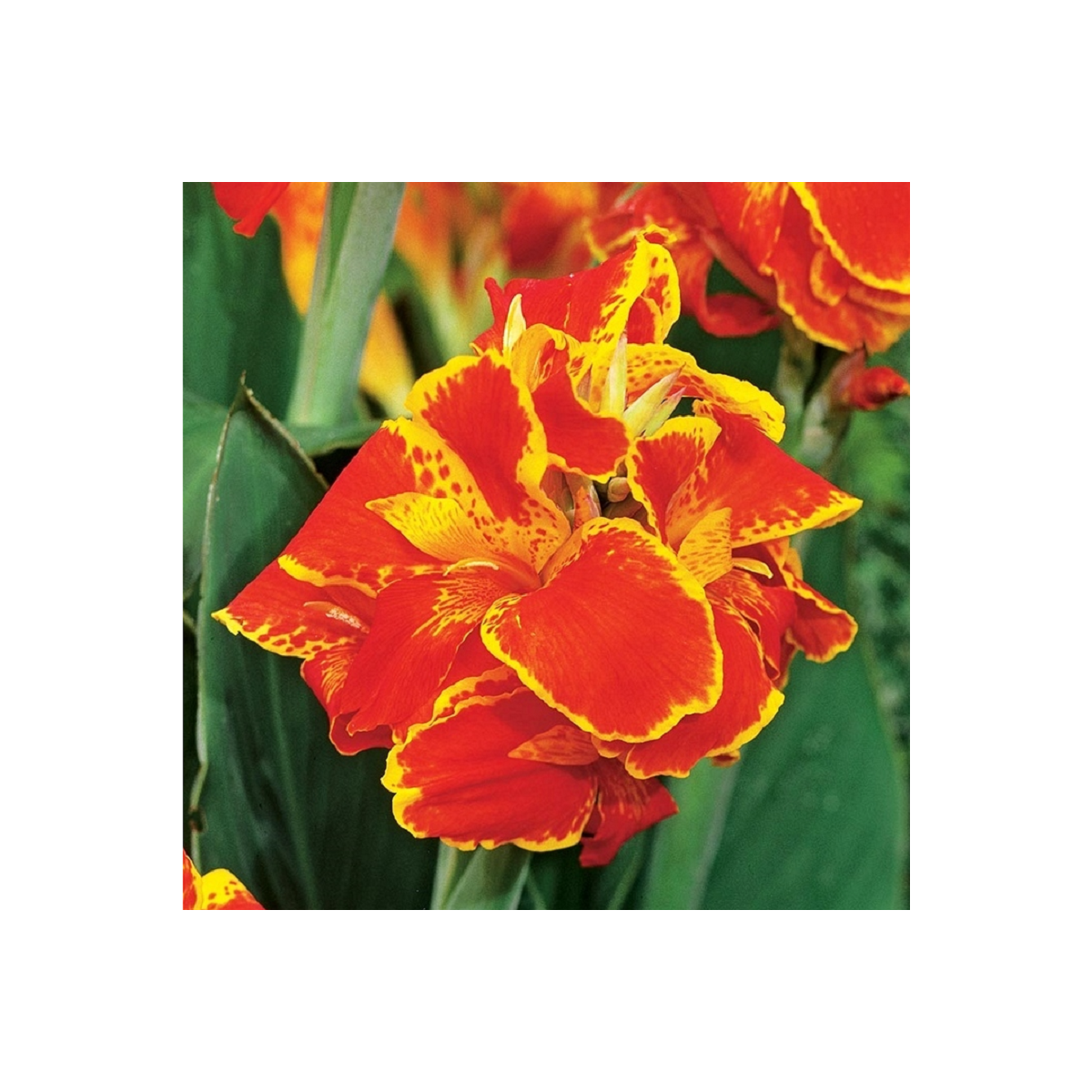 Dosna Queen Charlotte - Canna - hlízy dosny - 1 ks