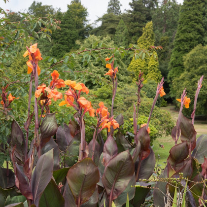 Dosna Wyoming - Canna - hlízy dosny - 1 ks