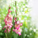 Gladiol Priscilla - Gladiolus - hlízy mečíku - 3 ks