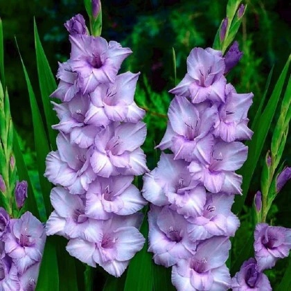 Mečík Blue Tropic - Gladiolus - cibuloviny - 3 ks
