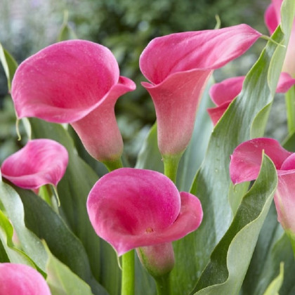 Kala Captain Samba - Zantedeschia - hlízy kaly - 1 ks