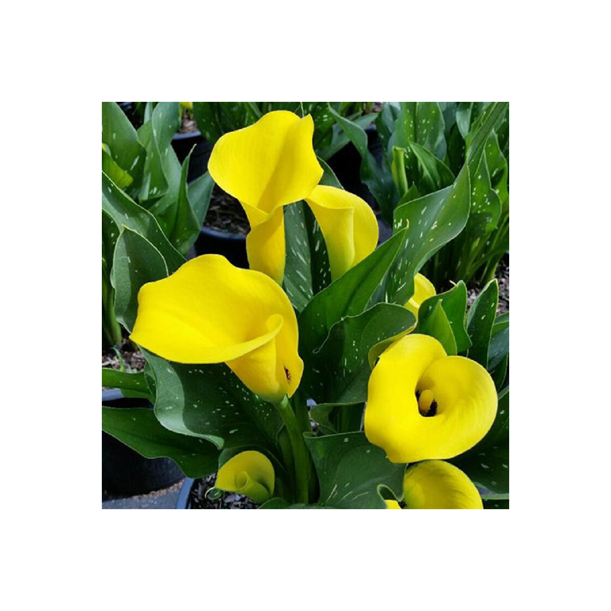 Kala Black Magic - Zantedeschia - hlízy kaly - 1 ks