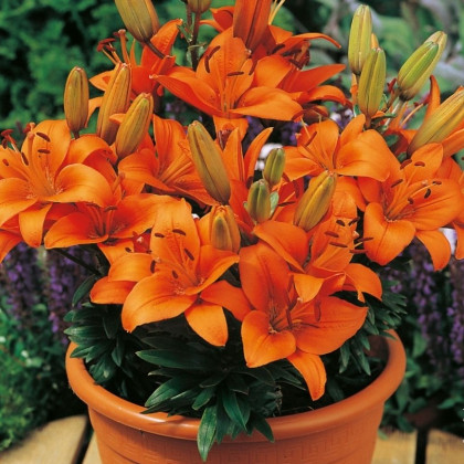 Lilie Abbersville Pride - Lilium - cibule lilie - 1 ks