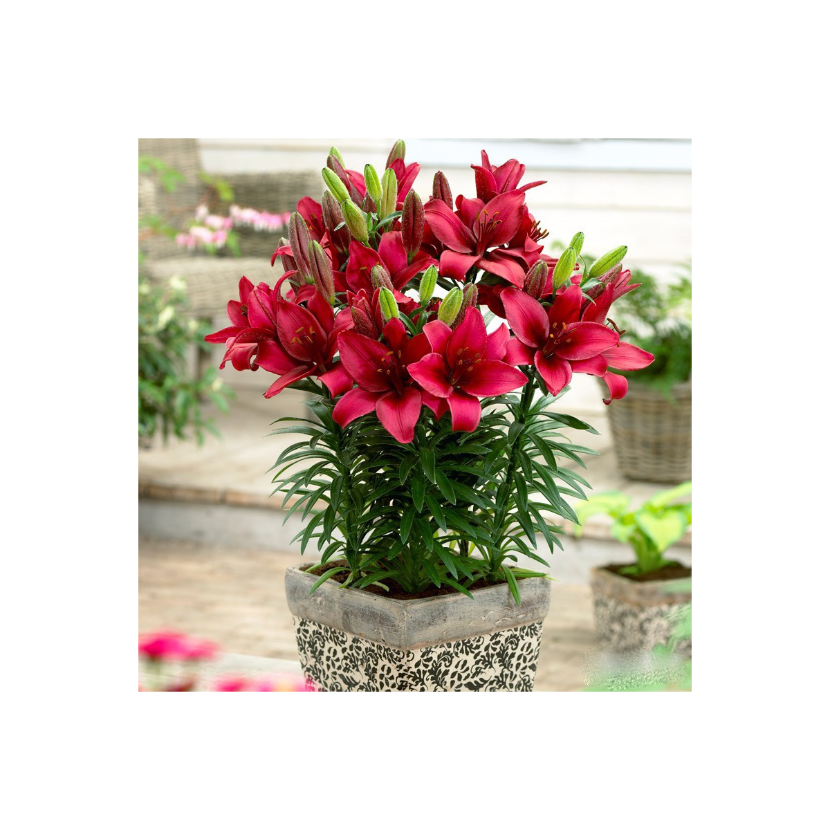 Lilie Cavoli - Lilium - cibuloviny - 1 ks